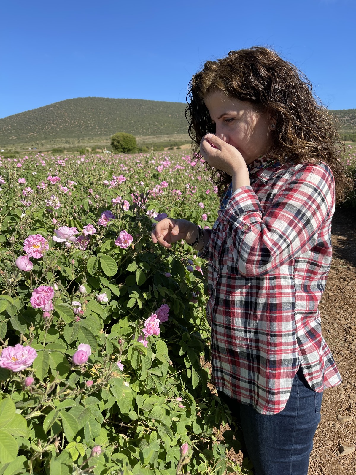 Gül tarlasında hasat koklama anı